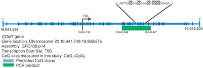 Personality and COMT gene: molecular-genetic and epigenetic associations with NEO-PI-R personality domains and facets in monozygotic twins